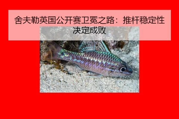 she-fu-lei-ying-guo-gong-kai-sai-wei-mian-zhi-lu-tui-gan-wen-ding-xing-jue-ding-cheng-bai-2-744.jpg